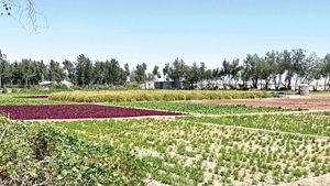 How Bangladeshi migrants are cultivating Qatar&rsquo;s agricultural future