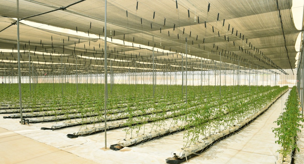 Qatar accelerates agricultural innovation to ensure food security