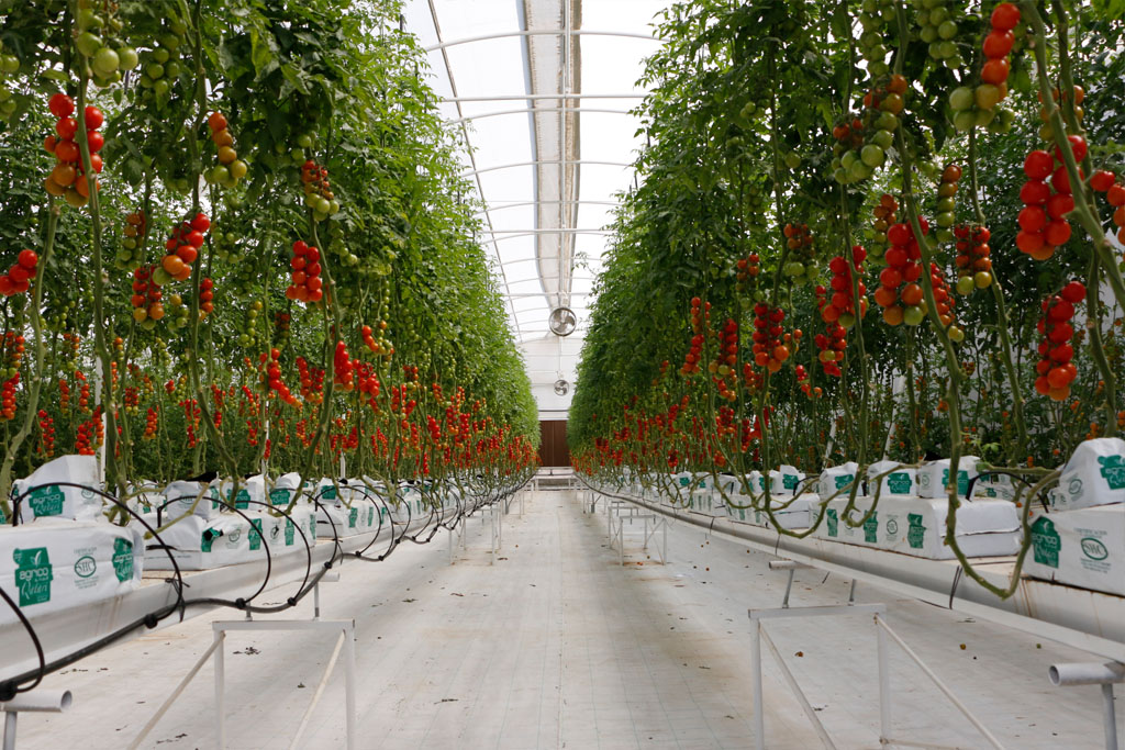 Qatar farms use non-genetically modified seeds, avoid harmful chemicals: Expert